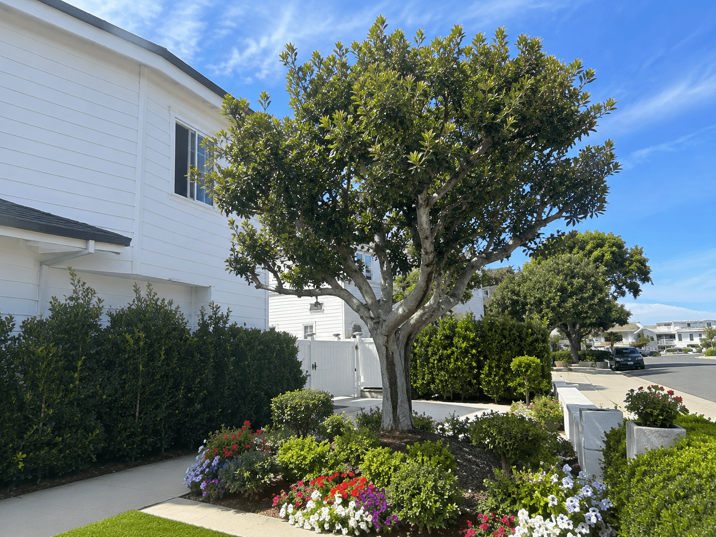 Professional tree services