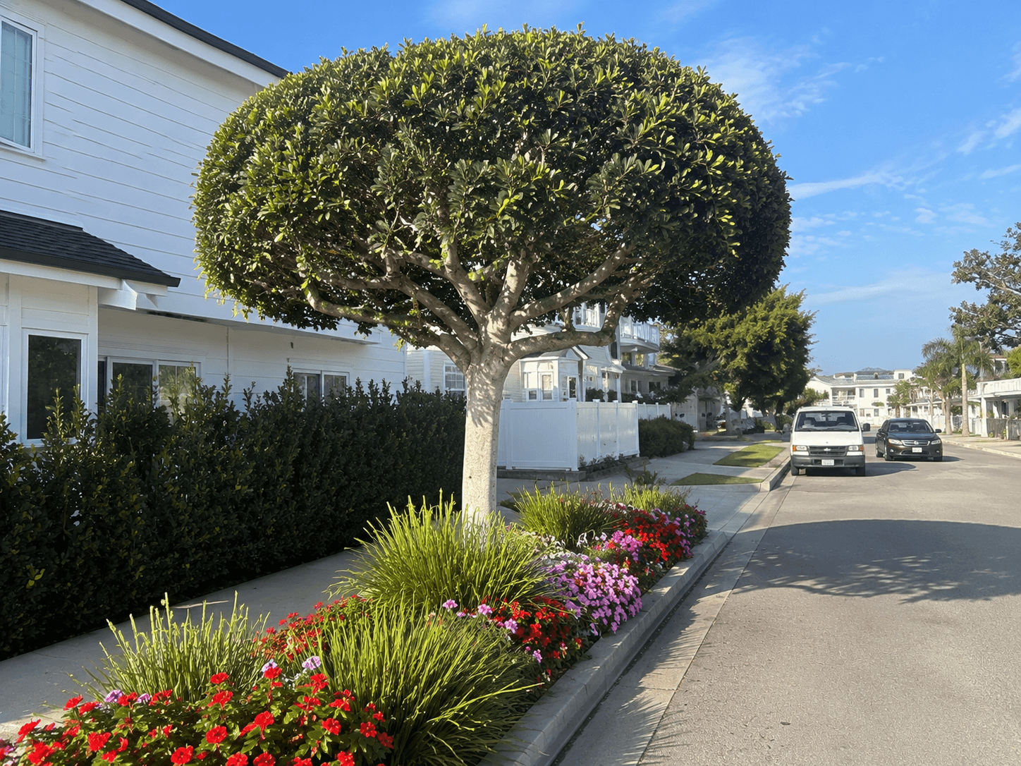 Professional residential tree trimming